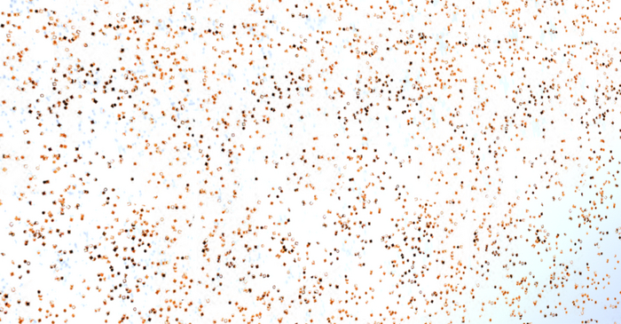 Marid Gras Carnival Confetti - Orange