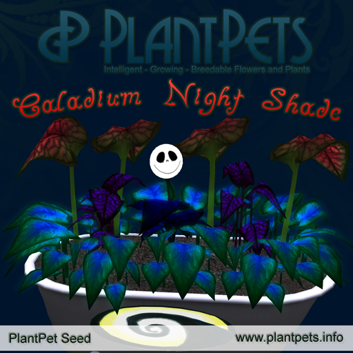 PlantPet Seed [Caladium *Night Shade*] - Limited