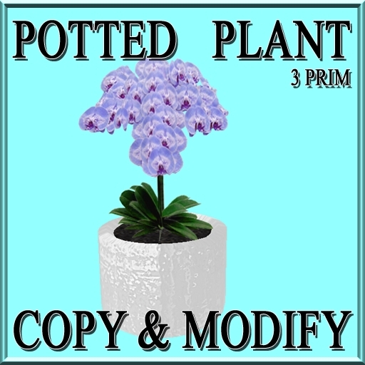 * GuTi orchid blue 3 in ceramic planter white