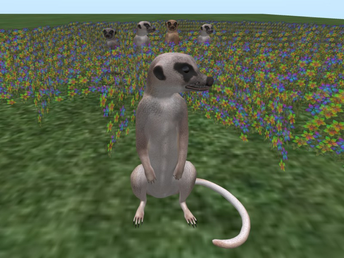 TM Meerkat - Single and Group of Four