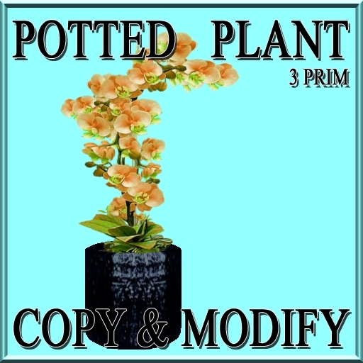* GuTi orchid apricot in ceramic planter black