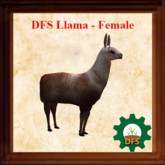 DFS Llama - Female (0 days) - Actual Animal