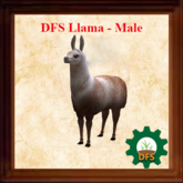 DFS Llama - Male (0 days)