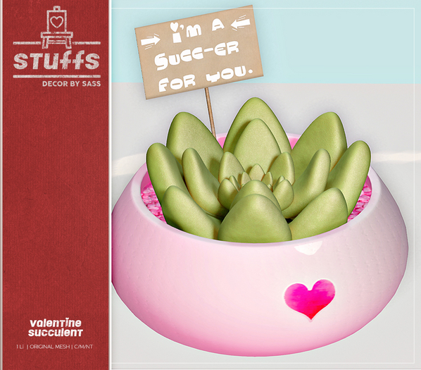 ♥ stuffs [valentine succulent] ♥
