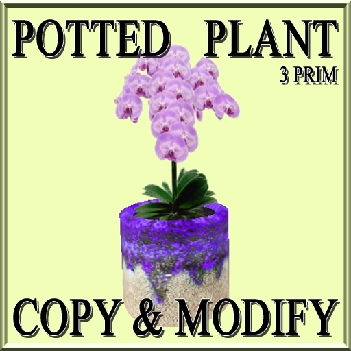 * GuTi orchid purple in ceramic planter fat purple