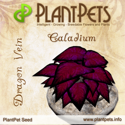 PlantPet Seed [Caladium *Dragon Vein*] Updated