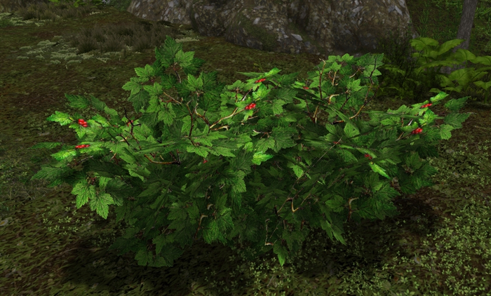 alpine currant by era