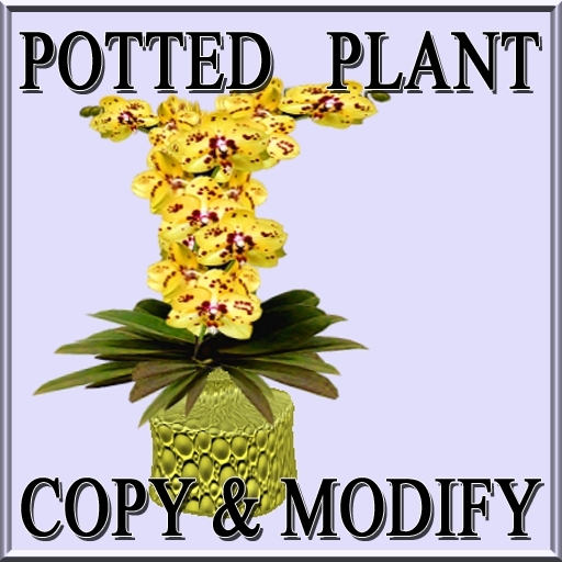 GuTi orchid sogo pearl  yellow in vase