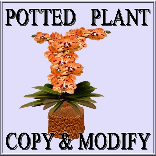 GuTi orchid sogo pearl orange in vase