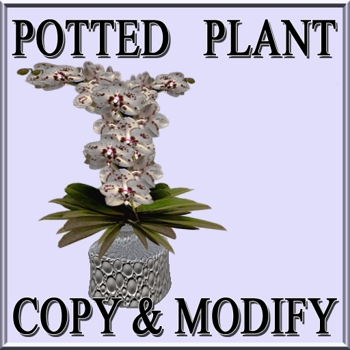 GuTi orchid sogo pearl white in vase