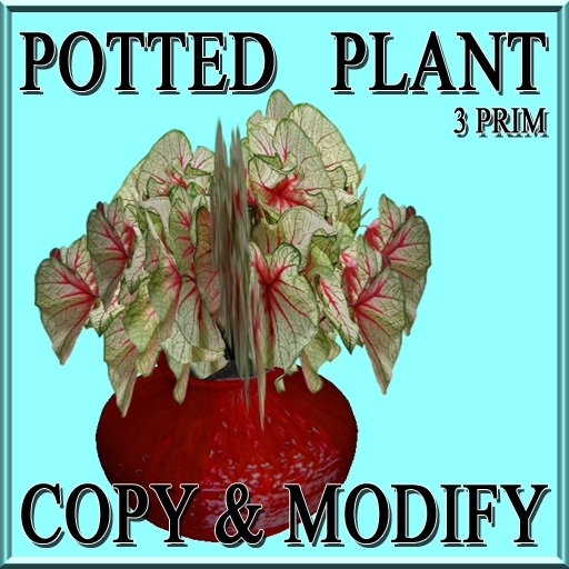 GuTi potted Fancy-leafed Caladium Caladium bicolor White Queen