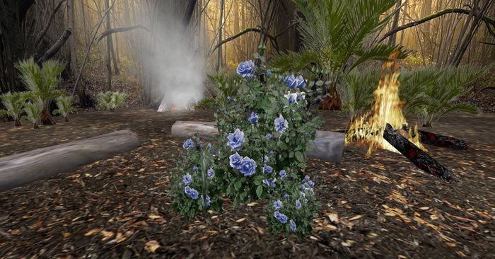 rose bush blue 133 + bonus rose bush