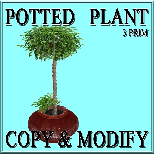 GuTi potted ficus benjamini terra