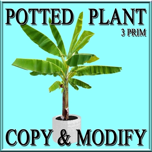 GuTi potted plant Banana plant Banane