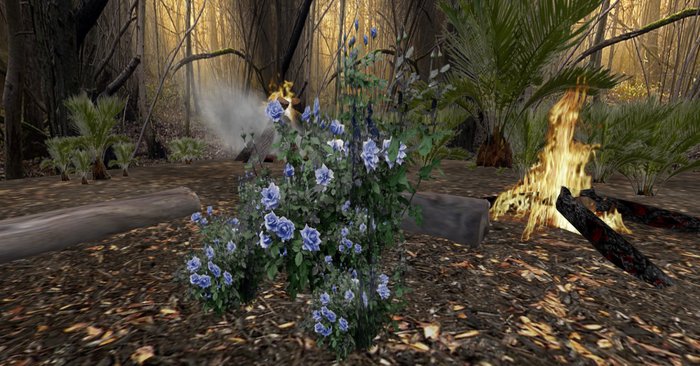 rose bush blue 134 + bonus rose bush