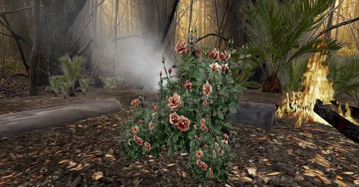 rose bush chocolate 134+bonus rose bush
