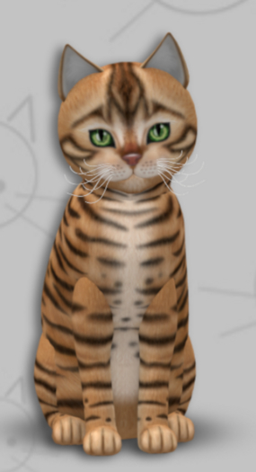 KittyCatS Box - Toyger Tan/8T/Male/Forest/Swanky