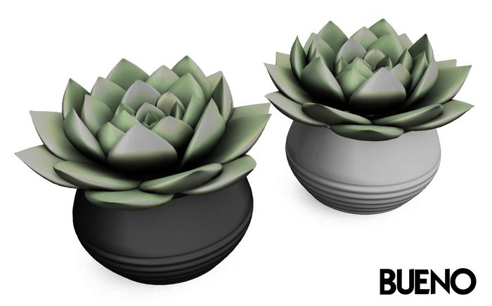 BUENO- Lil Cacti Duo