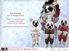 JIAN Classic Held St. Bernard Puppies  