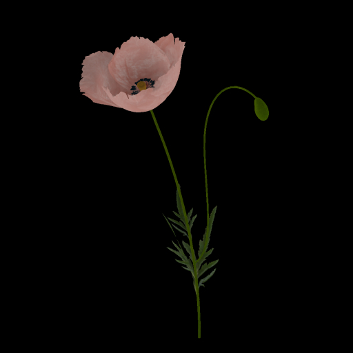 {Papillon} PastelB Poppy Starter