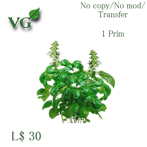 Kitchen herbs - Basil