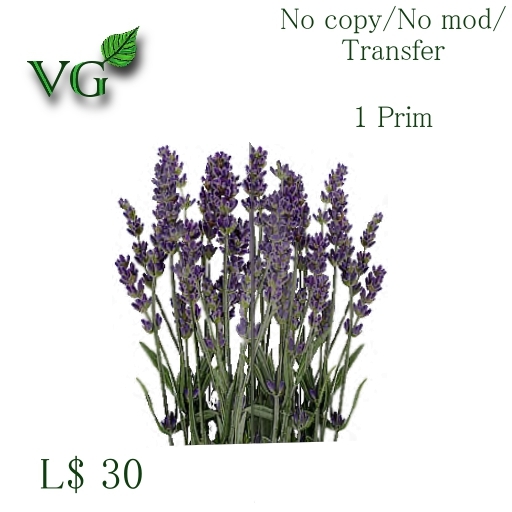 Kitchen herbs - Lavender