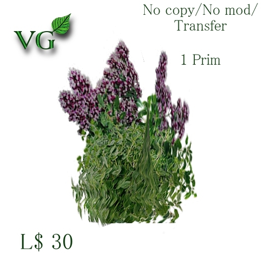 Kitchen herbs - Oregano