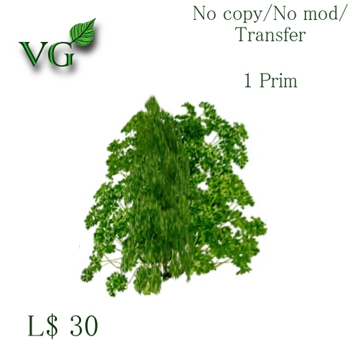 Kitchen herbs - Parsley