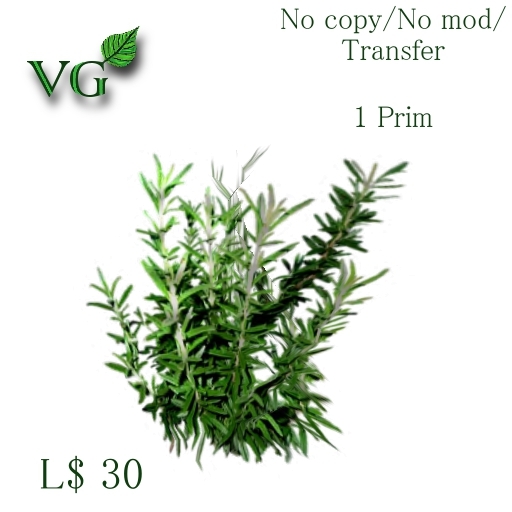 Kitchen herbs - Rosemary