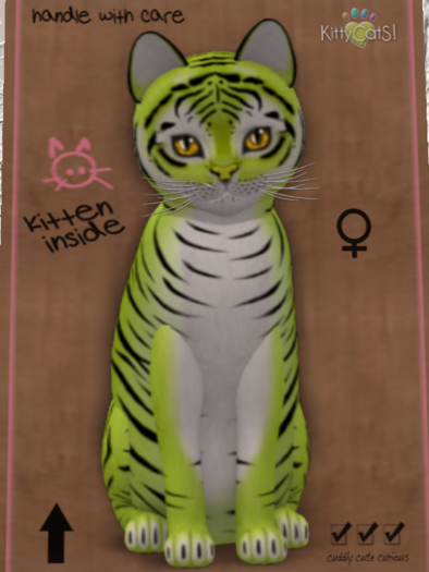 KittyCatS Box - New Born Kitten