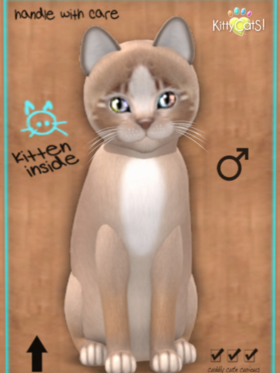 KittyCatS Box - New Born Kitten