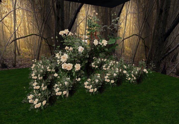 rose bush cream 4 huge