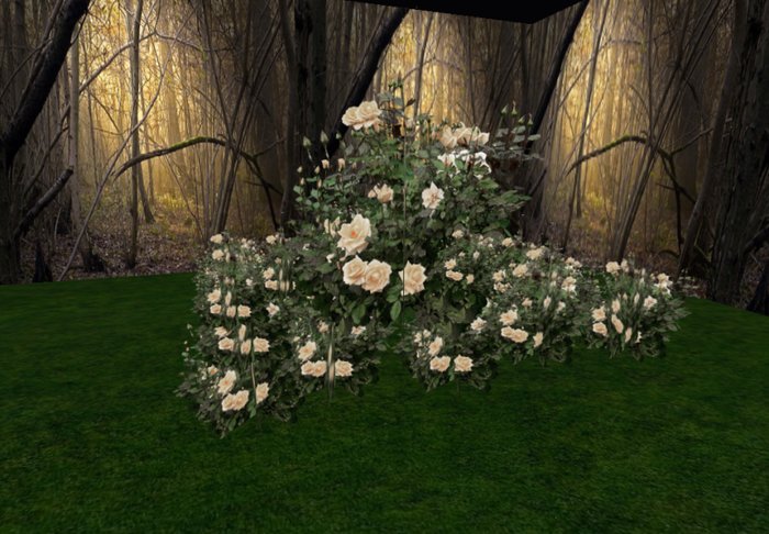 rose bush cream 3 huge