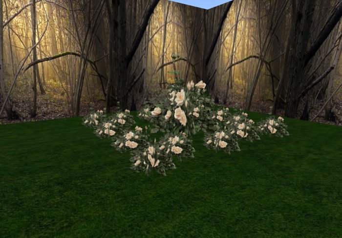 rose bush cream 1 huge