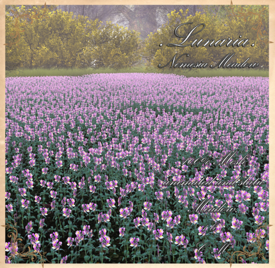 .Lunaria. Nemesia Meadow 