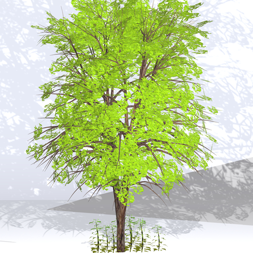 Tree05 FullPerm (BOX)