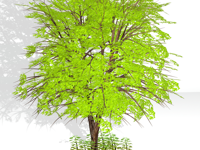TREE 05 FULLPERM (BOX)