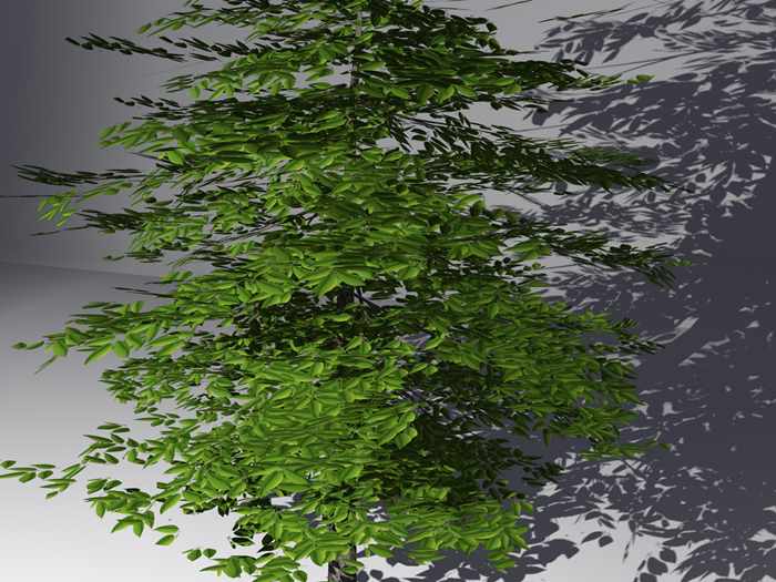 tree08 FullPerm (BOX)