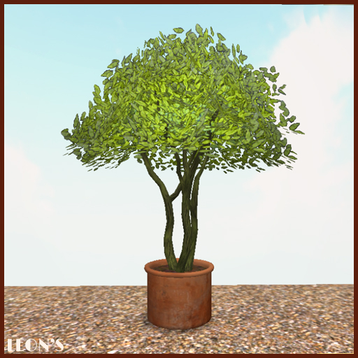 Young Spring Tree in Terracotta planter - RESIZE COPY