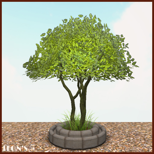 Young Spring Tree in Ring planter - RESIZE COPY