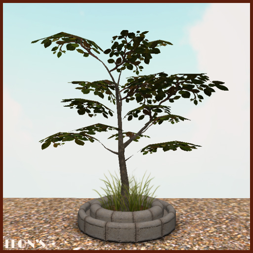 Young Autumn Tree in Ring planter - RESIZE COPY