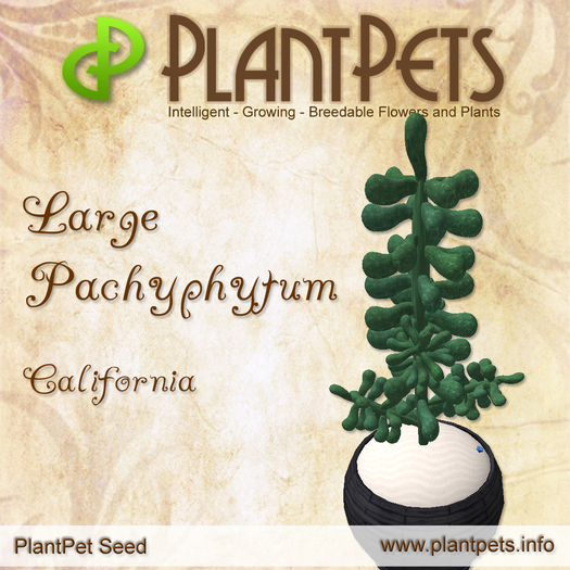 PlantPet Seed [Large Pachyphytum *California*]