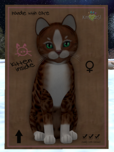 KittyCatS Box - New Born Kitten