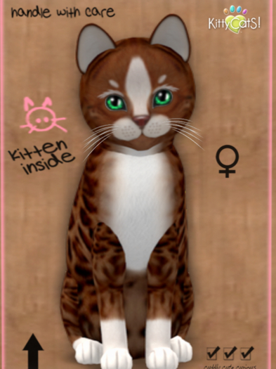 KittyCatS Box - New Born Kitten