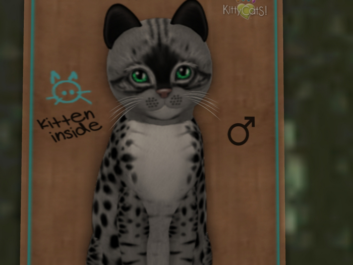 KittyCatS Box - New Born Kitten