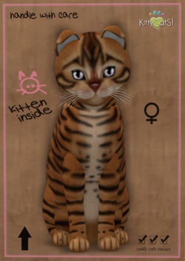 KittyCatS Box - New Born Kitten