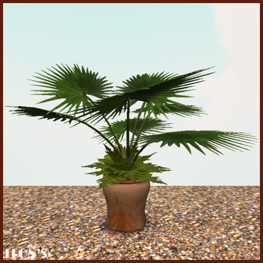 Fan Palm in Terracotta Planter X2 - RESIZE COPY