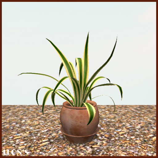 Sanseveria in Terracotta Dolium & Dish - RESIZE COPY