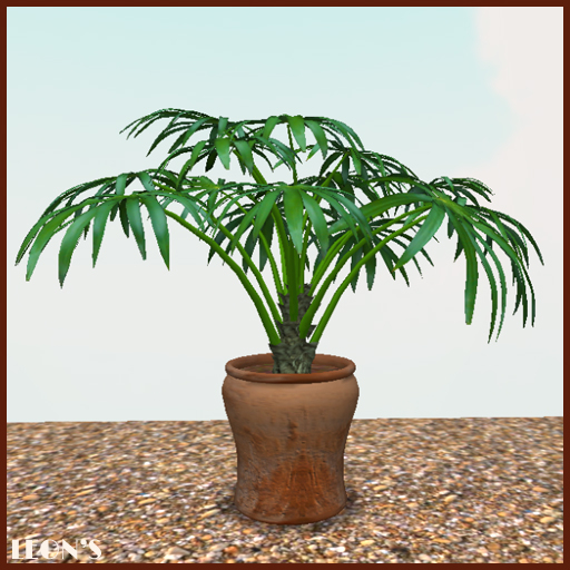 Fountain Palm in Terracotta planter X2 - RESIZE COPY