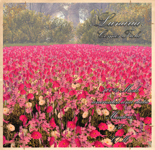 .Lunaria. Cosmos Field 